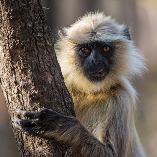 Panna - Langur monkey